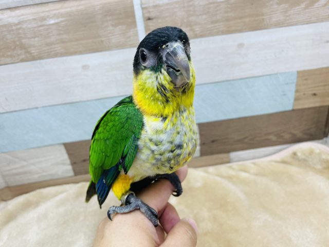 ズグロシロハラインコ