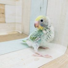 可愛いお顔の食いしん坊♥セキセイインコヒナ(パステルレインボー)