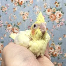 オカメインコ(ルチノー)  2021年9月生まれ