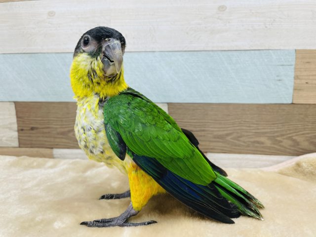 甘え上手なズグロシロハラインコ 東京からもほど近い 千葉県 神奈川県 埼玉県でズグロシロハラインコ を販売するペットショップ