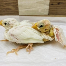 美白！！白文鳥ヒナやってきました〜