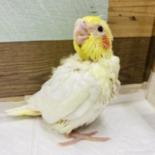 モリモリご飯食べるよ！人気のオカメインコ　ルチノー♡