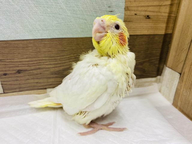 モリモリご飯食べるよ！人気のオカメインコ　ルチノー♡