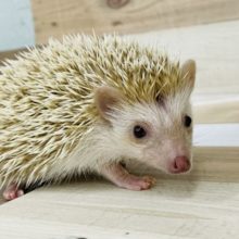 ツンデレですか？？ハリネズミちゃん(シナモン)