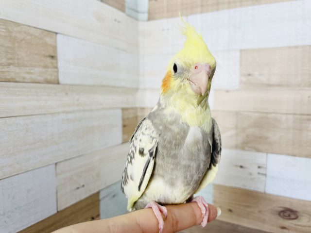 オカメインコ