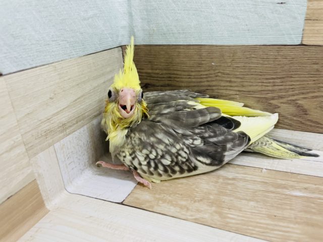 オカメインコ