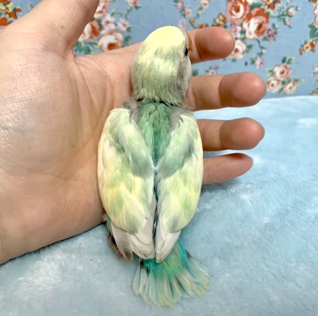 コザクラインコ（小桜インコ）