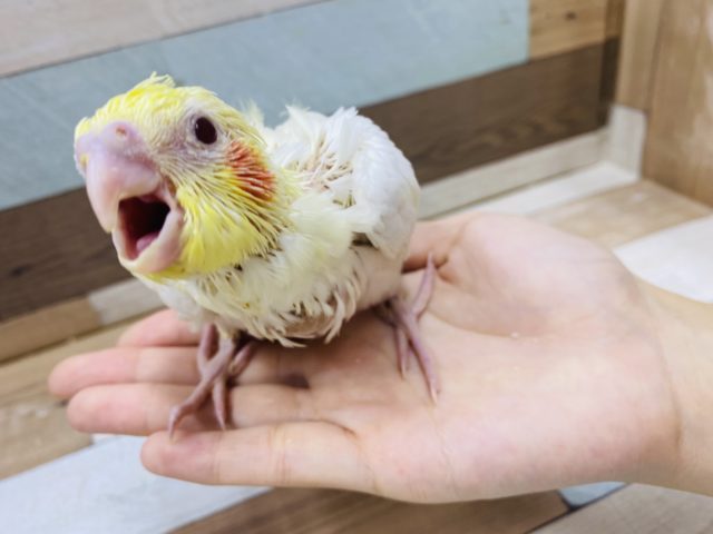 オカメインコ