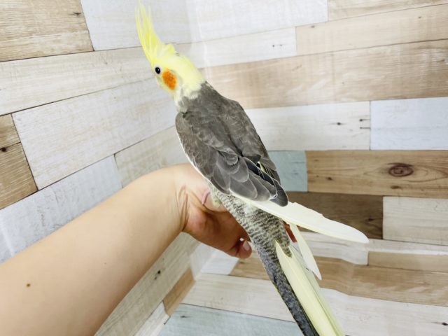 オカメインコ