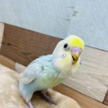 淡いカラーの可愛いインコさん！セキセイインコのヒナのパステルレインボーカラー！