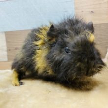 レア種！モコモコ毛並みのメリノモルモット⭐︎