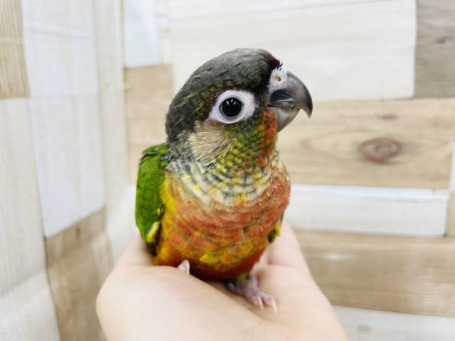 ワキコガネウロコインコ