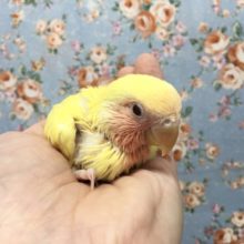 小桜インコ(ルチノー)2021年9月生まれ