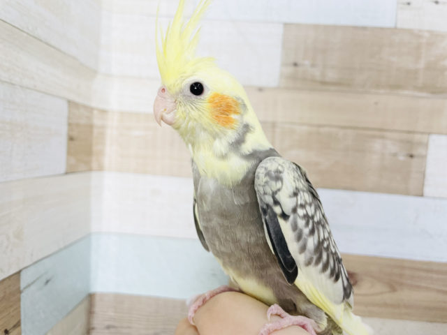 オカメインコ