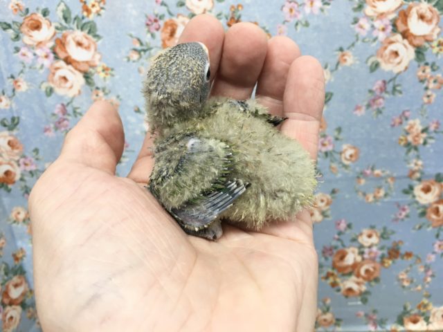 キエリクロボタンインコ