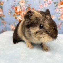 短毛モルモット（茶黒）男の子　2021年9月生まれ