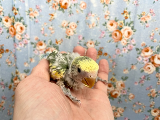 コザクラインコ（小桜インコ）