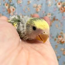 小桜インコ（タイガーチェリー）　２０２１年９月生まれ