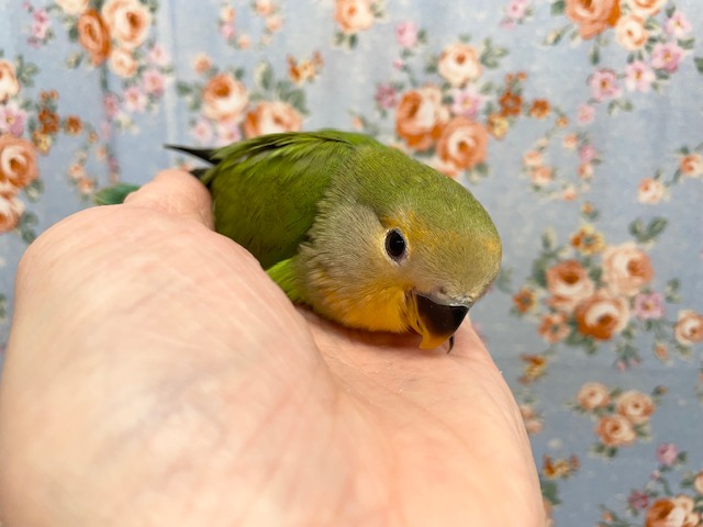 コザクラインコ（小桜インコ）