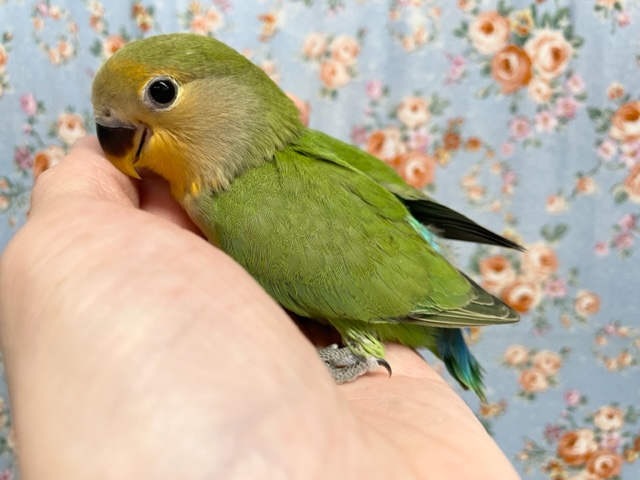 コザクラインコ（小桜インコ）