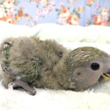 ほっやほっやです！　１０／６撮影