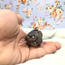 桜さん今週も登場です　１０／６撮影