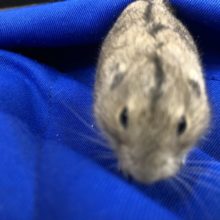 チビレミングいますよ～　１０／１１撮影