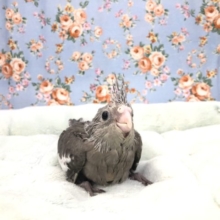 ホワイトフェイス来ました～　１０／１５撮影