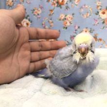 呪文みたいなカラー　１０／１５撮影