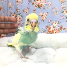 セキセイのクリームカラー　１０／１５撮影