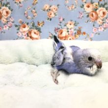 濃いカラーのセキセイです　１０／１５撮影