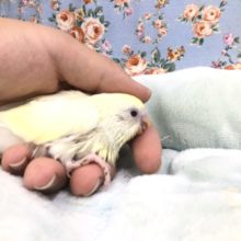 優しいカラーです　１０／１９撮影