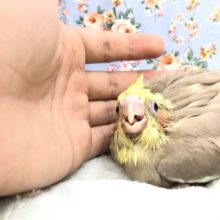 カフェオレカラー　１０／１９撮影