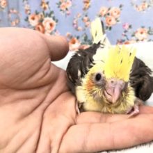 オカメパイド来ました　１０／１９撮影