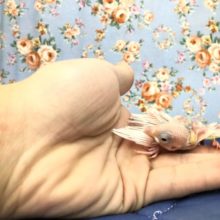 ツルツル文鳥　白文鳥のひな　１０／２０撮影