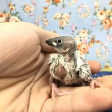 シルバーカラーがカッコイイ　シルバー文鳥のひな １０／２０撮影