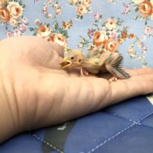生きた化石？　シナモン文鳥のひな　１０／２０撮影