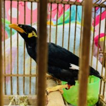 まだ小さめ!!九官鳥さん♪