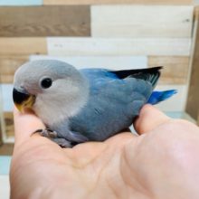 人気のバイオレット系のコザクラインコさんいます♪