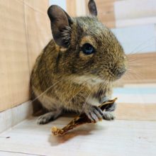 仲良しちゃんズ♡デグーちゃん!!