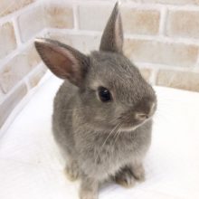 不思議なカラー　ドワーフラビット（オパール）