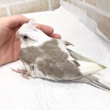 大人気カラー！オカメインコ（ホワイトフェイスシナモンパイド）