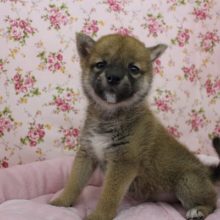 カワイイ子きました！柴犬・女の子！