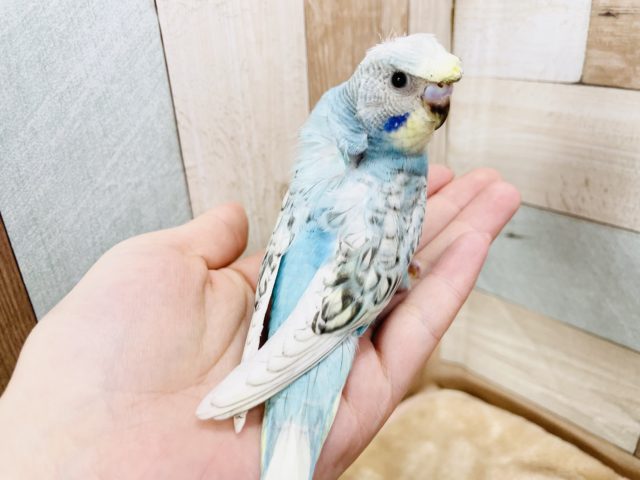 羽衣セキセイインコ