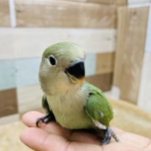 恥ずかしがり屋さん☆コザクラインコのヒナのノーマルカラー！