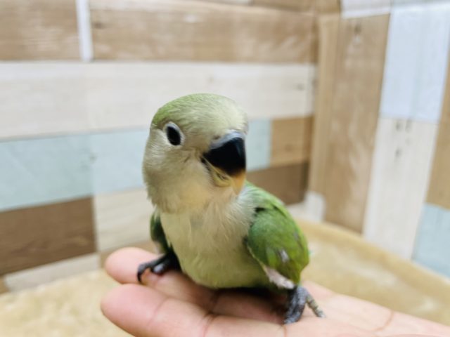 恥ずかしがり屋さん☆コザクラインコのヒナのノーマルカラー！