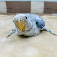 淡いカラーの綿毛ちゃん！コザクラインコのヒナのブルーオパーリンカラー！