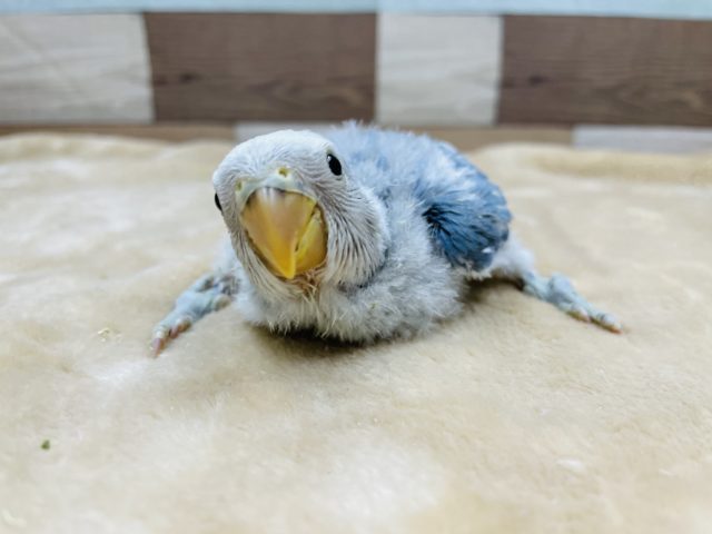 淡いカラーの綿毛ちゃん！コザクラインコのヒナのブルーオパーリンカラー！