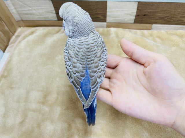 ジャンボセキセイインコ