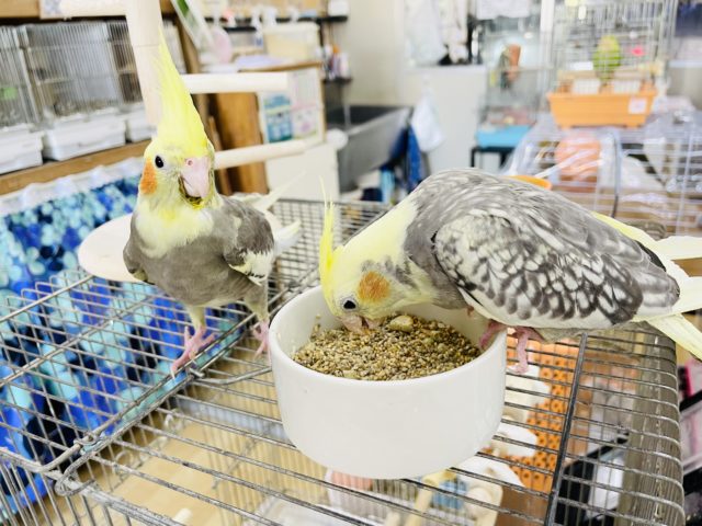 オカメインコ